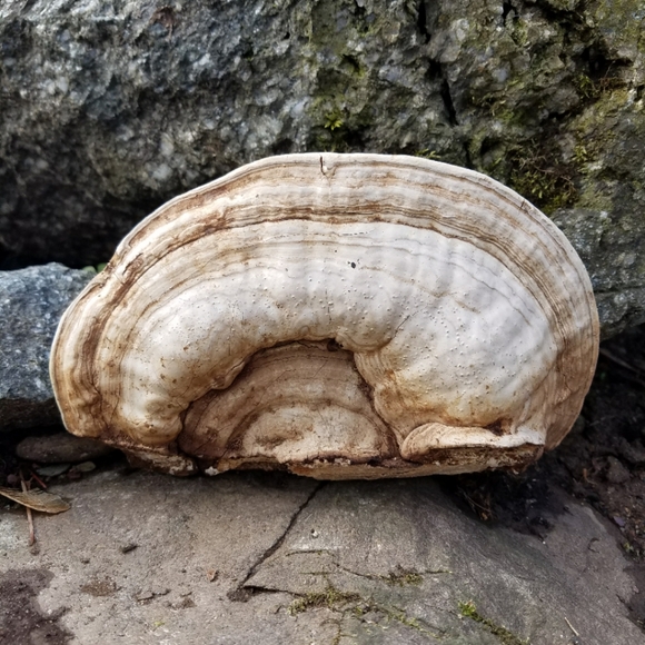 Fox Hunting In The Snow - Hand Drawn On Bracket Fungus - Picture 2 of 3